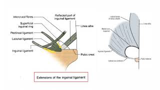 Inguinal Ligament ABDOMEN [upl. by Marrissa]