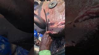 Real piranha fish cutting skills shorts [upl. by Phio]