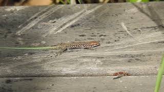 Podarcis virescens  Lagartija verdosa  Geniezs wall lizard [upl. by Yeh]