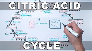 Citric Acid Cycle  Krebs Cycle [upl. by Banyaz]