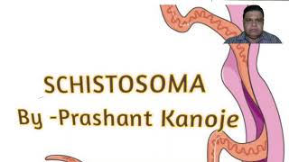 Schistosoma Life Cycle Of Schistosoma । Schistosomiasis ।।By  Prashant Kanoje [upl. by Wes627]