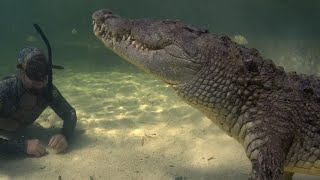 Swimming With Wild Crocodiles  FULL DOCUMENTARY [upl. by Lyred]