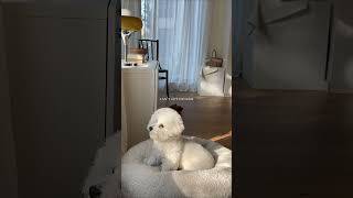 🐶🍥Safe curtains that even puppies would love easylifecurtains curtains home homedecor [upl. by Lupe]