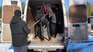 НЕПЕРЕВЕРШЕНА ГАЛАКТИКА ПОЇХАЛА В СІМЮ ПЕРШЕРОНІВПЕРШЕРОН ЧУДЕСНИЙ ДАЄ ВОГНЮ🔥PERCHERON HORSES 🌟 [upl. by Sheffield43]