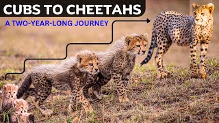 Raising Cheetah Cubs to Adult [upl. by Angy241]