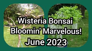 Wisteria Bonsai Alba Longissima Bloomin Marvelous June 2023 [upl. by Patti]