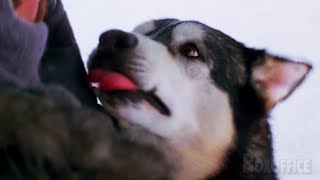 Norweger erschießt den Hund  Das Ding aus einer anderen Welt  German Deutsch Clip [upl. by Mathilda328]