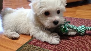 Cute Maltipoo Pups Enjoying Cheese [upl. by Ardnuhsal417]