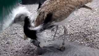 Houbara Male collection captive breeding [upl. by Filomena776]