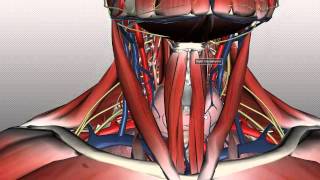 Neck Anatomy  Organisation of the Neck  Part 1 [upl. by Schuh]