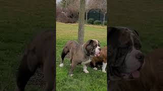 Bulldogs acting like guard dogs bulldog bully merlebully xlbully oeb [upl. by Khudari845]