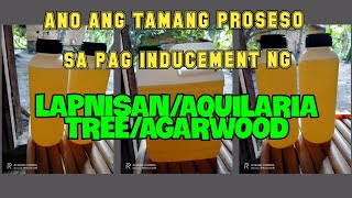 Paano Ang tamang Proseso Sa Pag Inducement Sa Puno Ng LapnisanAquilaria treeAgarWood [upl. by Cadmarr]