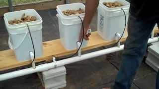 Dutch Bucket Aquaponics [upl. by Islehc]