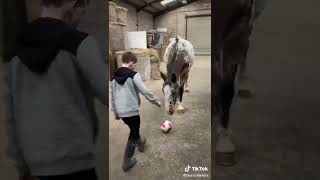 Appaloosa horsey playing football [upl. by Fred]