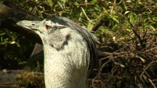 Kori Bustard Ardeotis kori  Riesentrappe 1 [upl. by Novehc]