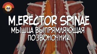 Мышца выпрямляющая позвоночник merector spinae 3D Анатомия [upl. by Yeslehc]