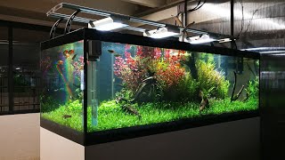 VLOG  180cm 600L Nature aquarium for exhibition [upl. by Lovmilla530]