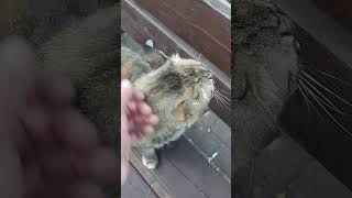 My beautiful yard lady cat loves it when I pet her beautifulcat [upl. by Elleiad]