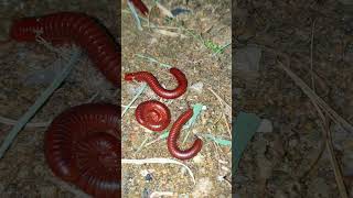 STOP Making These 3 Common Millipede Care Mistakes Today 7 [upl. by Bendite682]