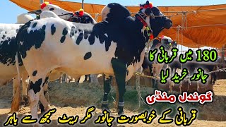 180K Qurbani Ka Janwar Le Liya  Gondal Mandi Attock Latest Update May 2024  Cow Mandi Bhatta Chowk [upl. by Aileve]