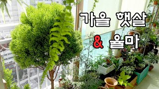 SUB 율마 키우기 Goldcrest Wilma 베란다 정원 가드닝 [upl. by Yehs318]