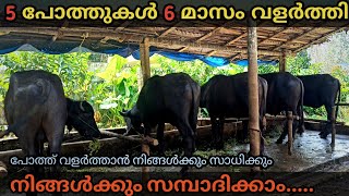 6 മാസം വളർത്തി പോത്തുകളെ വിൽക്കാം ലക്ഷങ്ങൾ സമ്പാദിക്കാം  പോത്ത് വളർത്തൽ ആദായകരം  PothValarthal [upl. by Hackney]