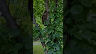 Man saves baby raccoon stuck in fence and then raccoon babyraccoon shorts [upl. by Aikyn877]