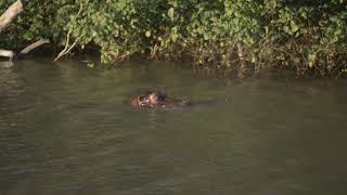 Hluhluwe river danger underneath the water [upl. by Hahsia471]