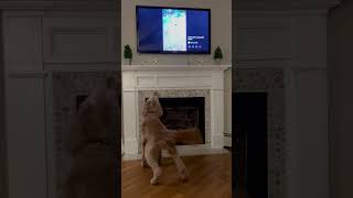 Tessie barking at Tessie on the TV [upl. by Lona]