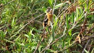 Blackheaded Grosbeak  Ballona Wetlands  June 7 2015 [upl. by Ahsita403]