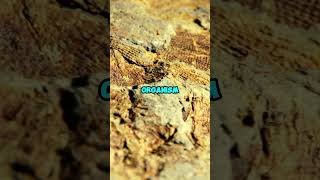 How Are Fossils Formed 🐚⏳🪨🔍 [upl. by Aysa]