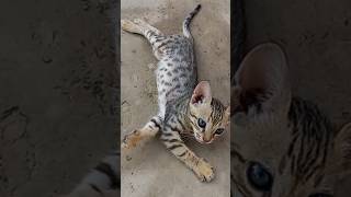 Tiny cat Cuteness  Please watch amp subscribe👉pettalesofficialcat pettales cuteanimal kitten [upl. by Bristow]