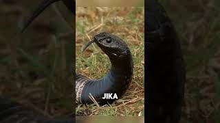 Cobra Palsu Yang Punya Banyak Bakat Rinkhals snake cobra faktaunik faktamenarik [upl. by Lita]