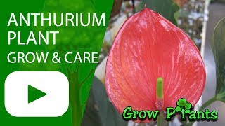 Anthurium  grow and care  Easy Houseplant [upl. by Husein]