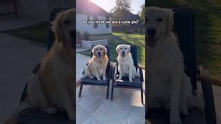 🐾We are cute goldenretriever shorts dog dogs doglover [upl. by Datha]