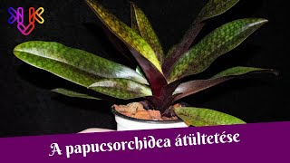 Papucsorchidea átültetés  A paphiopedilum orchidea ültetőközege [upl. by Haran949]