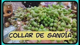 Características del Senecio Herreanus WATERMELON 🍉 SANDIA [upl. by Luar]