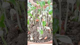 seed sprouting in pot  seed germination [upl. by Anailuig]