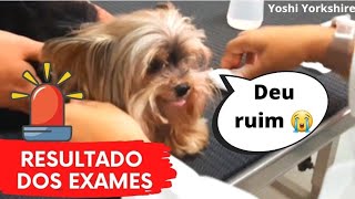 Resultado dos EXAMES do cachorro deu RUIM  oxalato de cálcio [upl. by Ellehcil719]