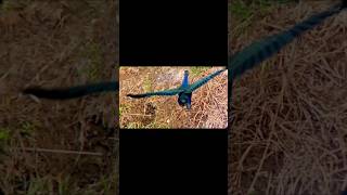 Heal with Swamp hen healing healingmusic swamphen birds bird birdslover [upl. by Shult]