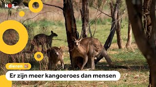 Miljoenen kangoeroes in Australië Overlast of niet [upl. by Fayth]