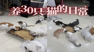 和30只猫在一起的快乐生活O∩∩O [upl. by Eibber680]