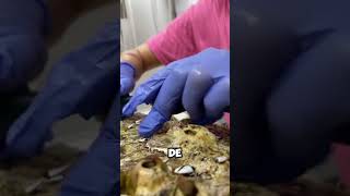 ¡Cuidado Marino ¿Por qué Remover Cirripedias de las Tortugas 🐢🌊 shorts [upl. by Atalaya]