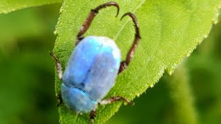 Petit scarabée bleu au potager syntropique sous une petite pluie ☔ [upl. by Leelahk288]