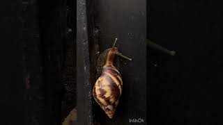 😳Must watch before using snail mucin😳 snail snailmucin snailfacts nature [upl. by Ragan]