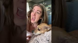 Dogs Hilarious Interruption of Moms Singing Has People Cracking Up [upl. by Releehw]