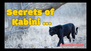 Secrets of Kabini  Magical Forest  Black Panther  Wildlife Safari  Nikon Z9 [upl. by Genni426]