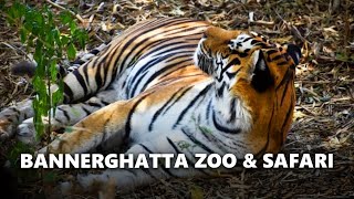 Bannerghatta Zoo and Safari Travel Vlog  Bangalore to Bannerghatta zoo travel guide [upl. by Donelle817]