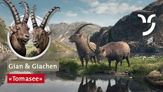 SteinbockSpot „Tomasee“ mit Gian und Giachen [upl. by Obidiah49]