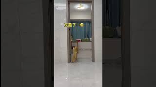 When you are out you cant let your cat get bored at home [upl. by Akilam]